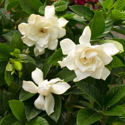 Gardenia 'Mystery' - Mystery Gardenia -Patio Tree - 5 Gallon