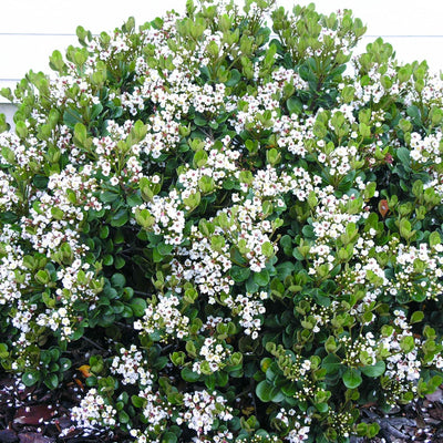 Rhaphiolepis 'Georgia Petite' - Georgia Petite Indian Hawthorn - 2 Gallon
