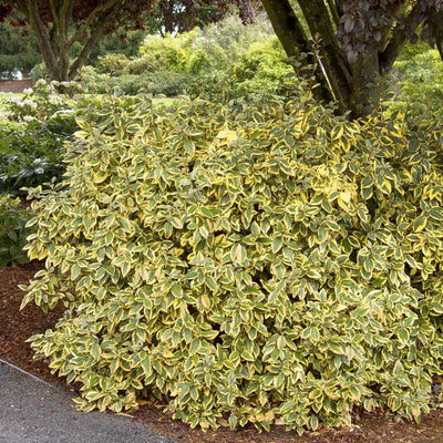 Elaeagnus ebbingei 'Gilt Edge' - Gilt Edge Silverberry - 5 Gallon