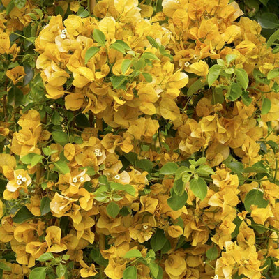 Bougainvillea 'Gold Rush'™ - Gold Rush Bougainvillea - Staked - 1 Gallon