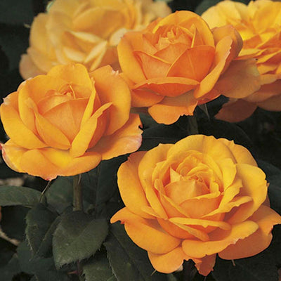 Good as Gold - 36" Tree - 5 Gallon