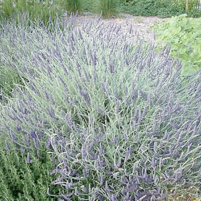 Lavandula 'Goodwin Creek Gray' - Goodwin Creek Gray Lavender - 1 Gallon