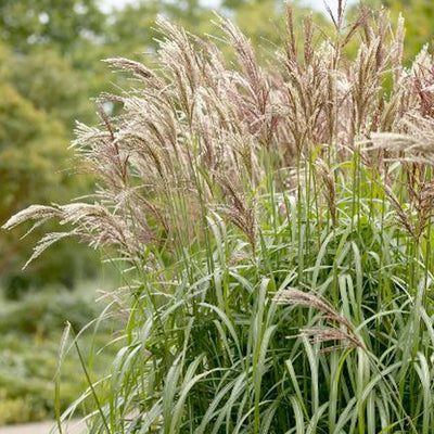 Miscanthus 'Maiden Grass'™ - Maiden Grass™ - 1 Gallon