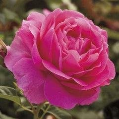 Grande Dame - 36