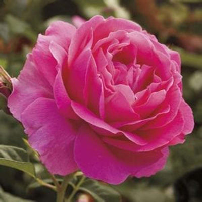 Grande Dame - 5 Gallon