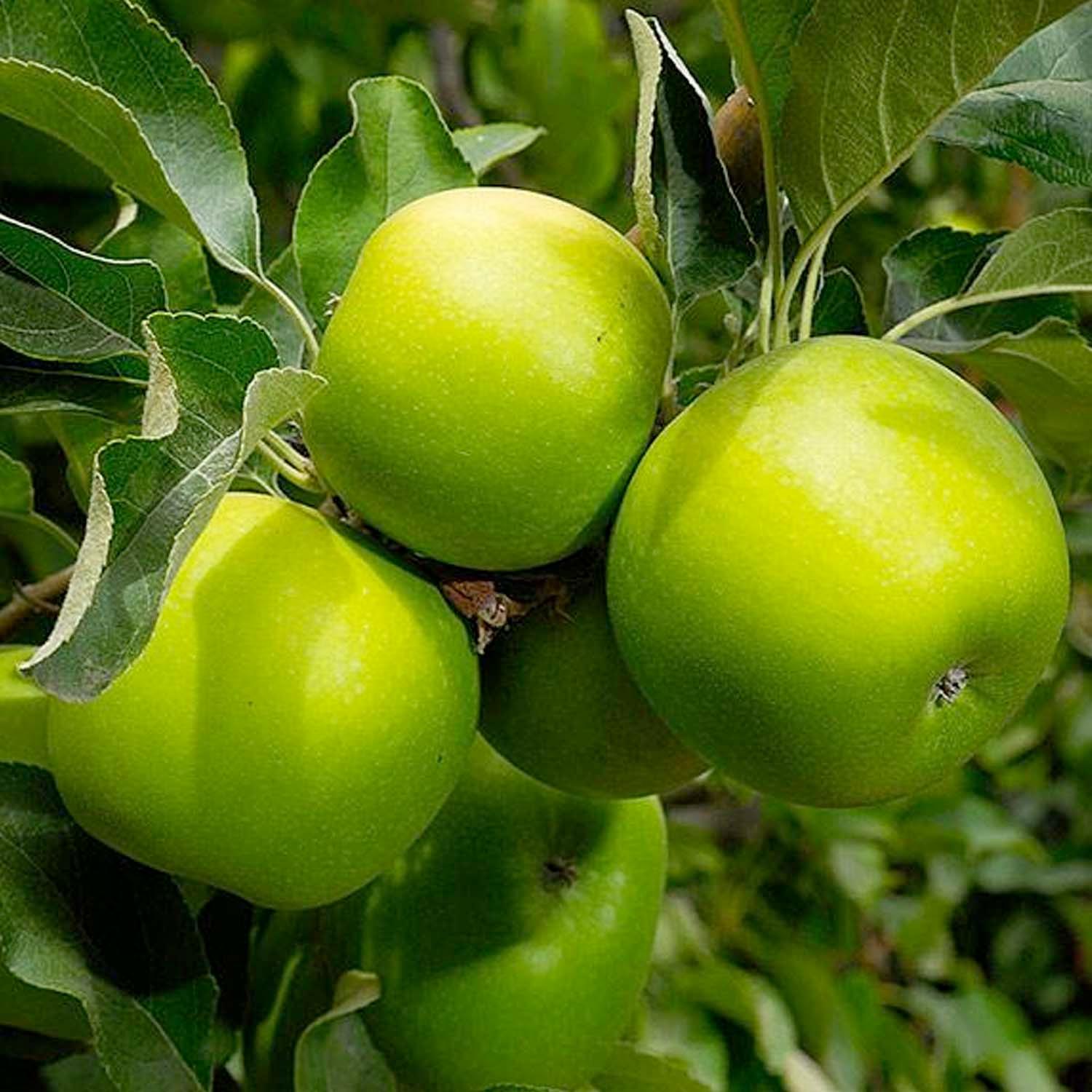 Granny Smith Apple - 10 Gallon – Roger's Gardens