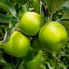 Granny Smith Apple - 10 Gallon