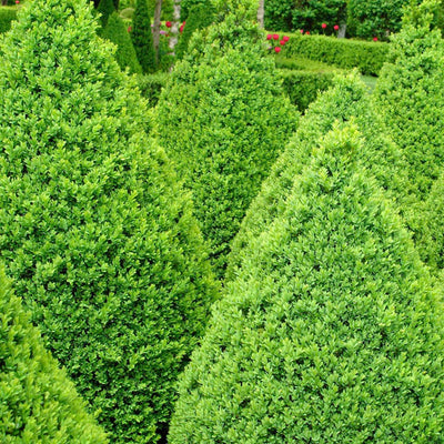 Buxus 'Green Mountain' - Green Mountain Boxwood - 5 Gallon