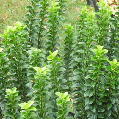 Euonymus 'Green Spire' - Green Spire Euonymus - 1 Gallon