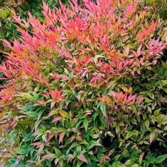 Nandina 'Gulfstream' - Gulf Stream Heavenly Bamboo - 5 Gallon