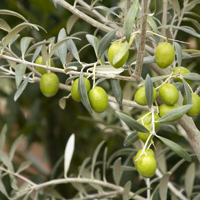 Olea europ. 'Manzanillo' - Manzanillo Fruiting Olive - 5 Gallon