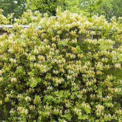 Lonicera japonica 'Halliana' - Hall's Japanese Honeysuckle - 5 Gallon