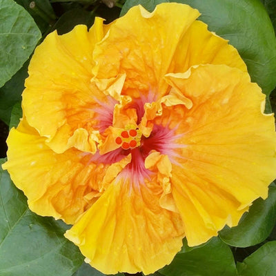 Hibiscus 'Coral Surprise' - 5 Gallon