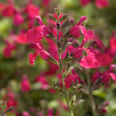 Salvia 'Heatwave Blast' PP - Heatwave Blast Salvia (Sage) - 1 Gallon