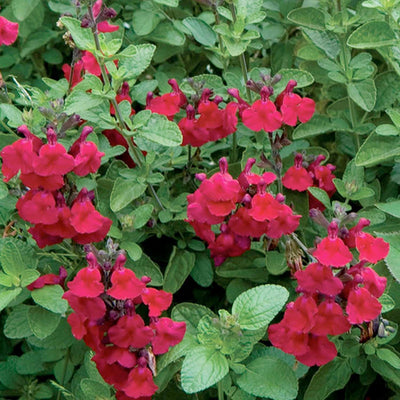 Salvia 'Heatwave Blaze' PP - Autumn Sage - 1 Gallon