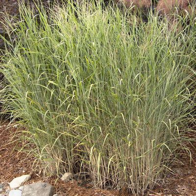 Panicum vir. 'Heavy Metal' - Heavy Metal Blue Switch Grass - 5 Gallon