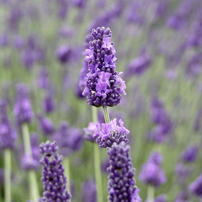 Lavandula 'Hidcote Giant' - Hidcote Giant Lavender - 1 Gallon