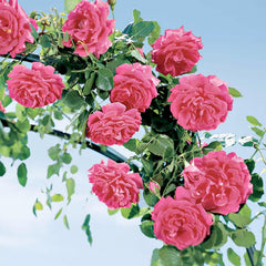 High Society - Espalier - 15 Gallon
