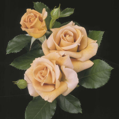 Honey Dijon - 5 Gallon