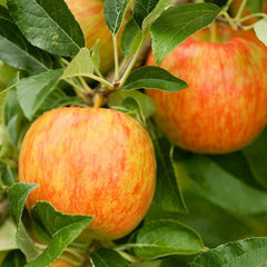 Honeycrisp Apple - 10 Gallon