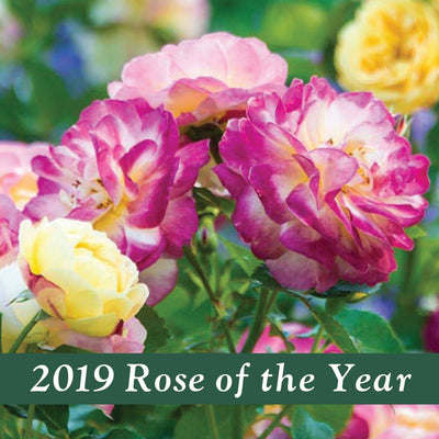 Life of the Party - 5 Gallon