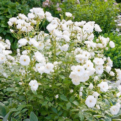 Iceberg - Espalier - 15 Gallon