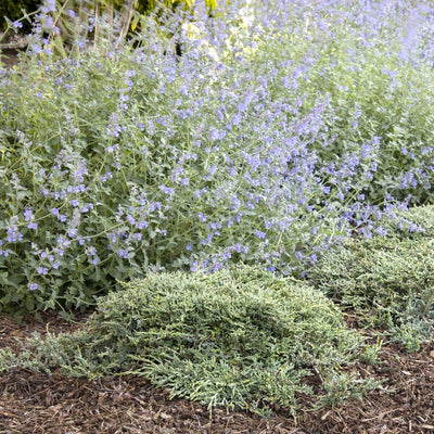 Juniperus horiz. 'Icee Blue'® - Icee Blue Juniper - 1 Gallon