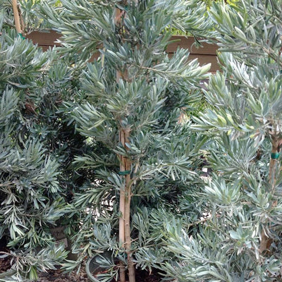 Podocarpus 'Icee Blue'® - Icee Blue Yellow-Wood - 15 Gallon