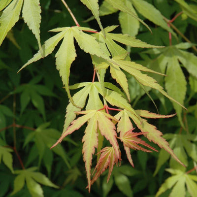 Acer palmatum 'Katsura' - Japanese Maple 'Katsura' - 15 Gallon