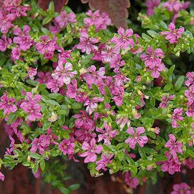 CUPHEA 'ITSY BITSY ROSE' - FIRECRACKER FLOWER - 1 GALLON