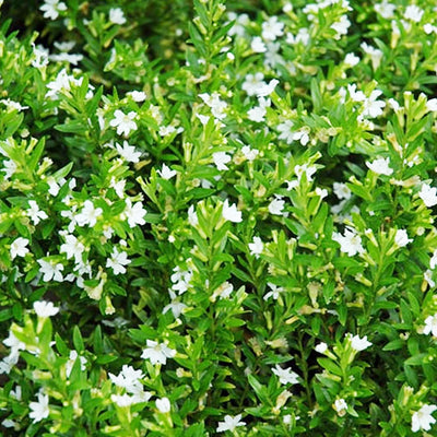 CUPHEA 'ITSY BITSY WHITE' - FIRECRACKER FLOWER - 1 GALLON