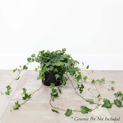 California Green Ivy - Hedera - 6"