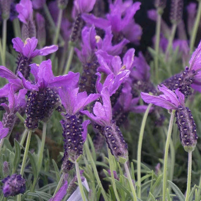 Lavandula s. 'Javelin Deep Prp'™ - Javelin Forte Deep Purple Spanish Lavender™ -