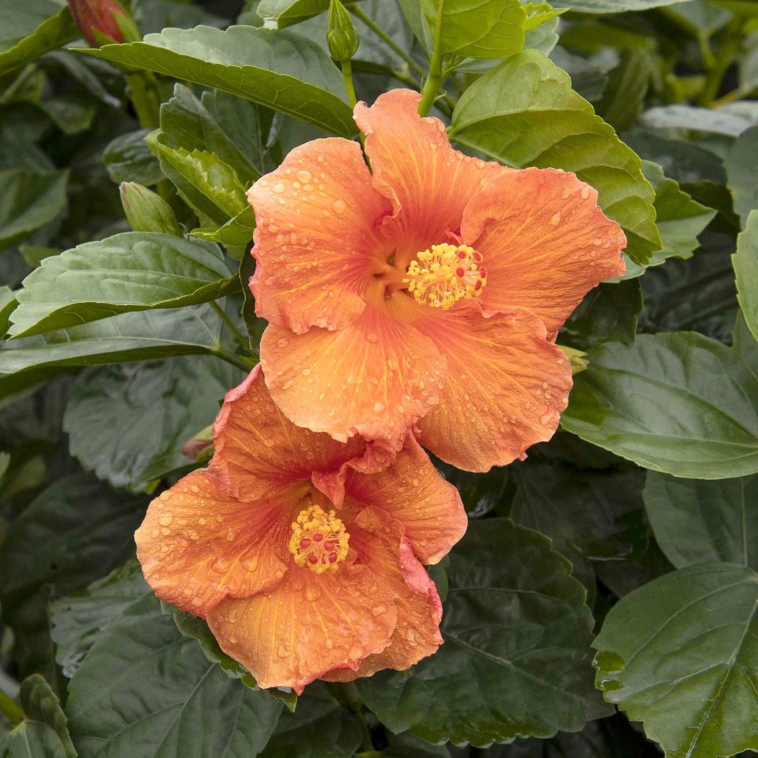 Hibiscus rosa-s. 'Jazzy Jewel Amber'® PPAF - Jazzy Jewel Amber