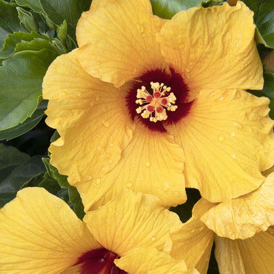 Hibiscus rosa-s. 'Jazzy Jewel Gold'® PPAF - Jazzy Jewel Gold Hibiscus - 2 Gallon