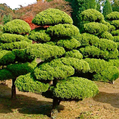 Juniperus chinensis 'Torulosa' - Hollywood Juniper - Oriental Pompom - 10 Gallon