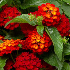 Lantana 'Hot Blooded'™ - 2 Gallon