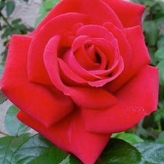 Lasting Love - 36
