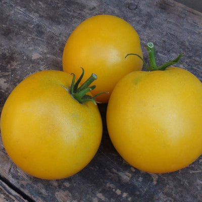Lemon Boy - 4" Pot