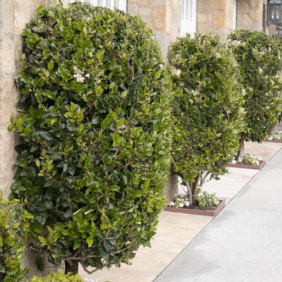 Ligustrum texanum - Waxleaf Privet - 5 Gallon