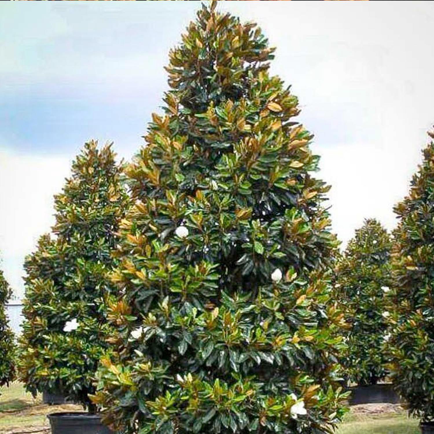 Magnolia grand. 'Little Gem' - Little Gem Dwarf Southern