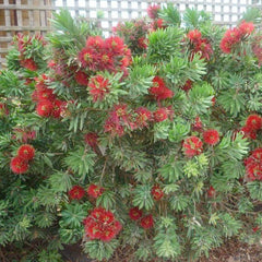 Callistemon 'Little John' - Little John Dwarf Bottlebrush - 2 Gallon