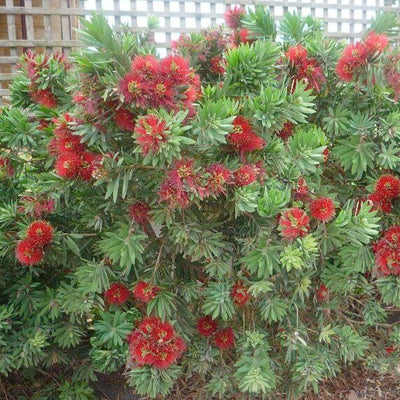 Callistemon 'Little John' - Little John Dwarf Bottlebrush - 2 Gallon