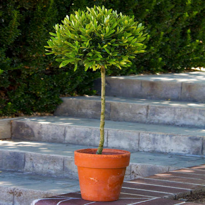 Olea europaea 'Little Ollie'® - Little Ollie Dwarf Olive - Patio Tree - 7" Clay