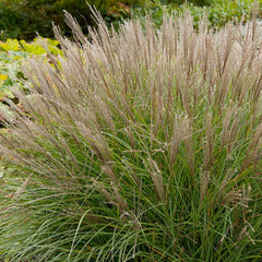 Miscanthus 'Gracillimus' - Graceful Maiden Grass - 5 Gallon