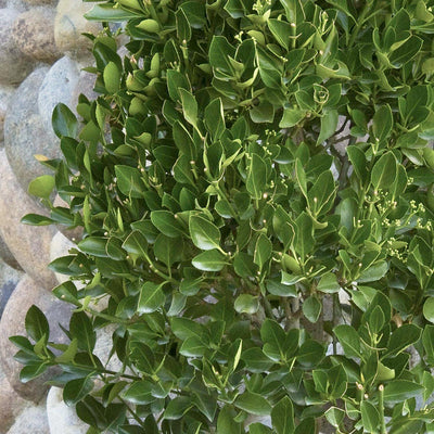 Euonymus k. 'Manhattan' - Manhattan Euonymus - Espalier - 5 Gallon