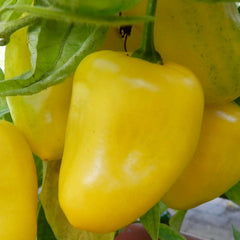 Manzano Yellow - 4