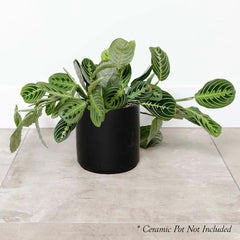Maranta 'Lemon Lime' 6