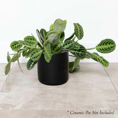 Maranta 'Lemon Lime' 6"