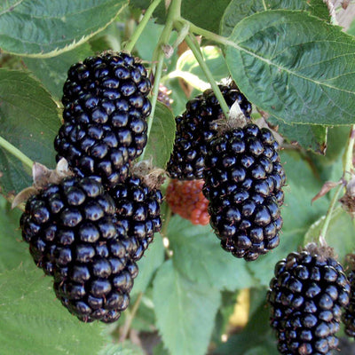 Marion Blackberry - 1 Gallon